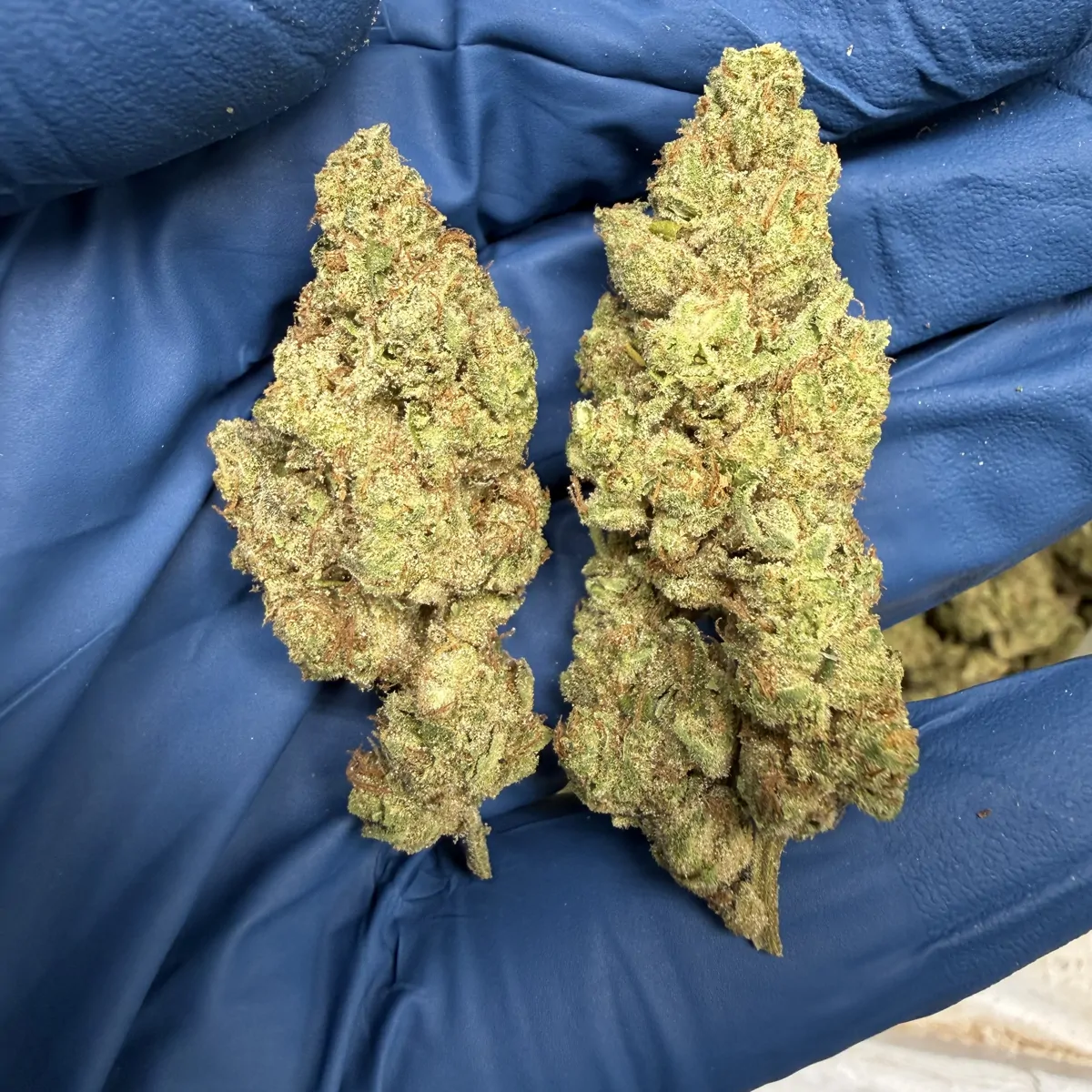 Gmo Flower
